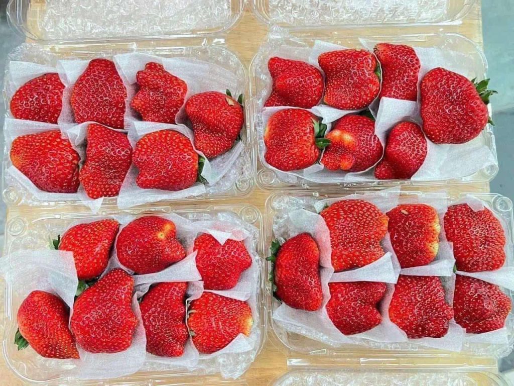 Màng PE Foam 0.5mm lót dâu tây tại Đà Lạt - Lâm Đồng