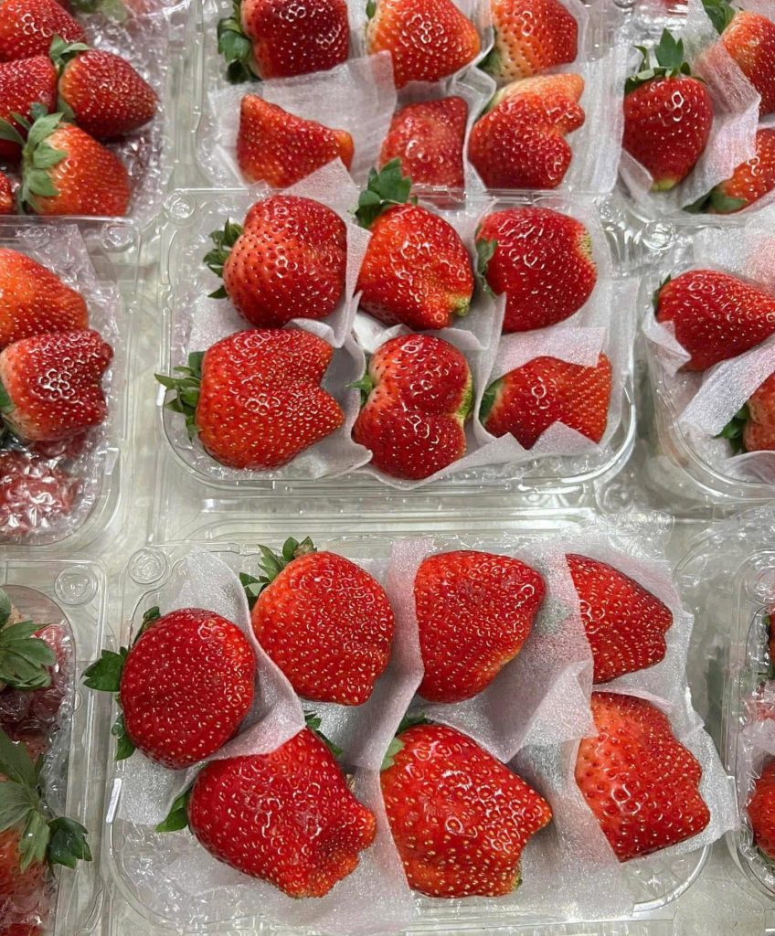 Màng PE Foam 0.5mm lót dâu tây tại Đà Lạt - Lâm Đồng