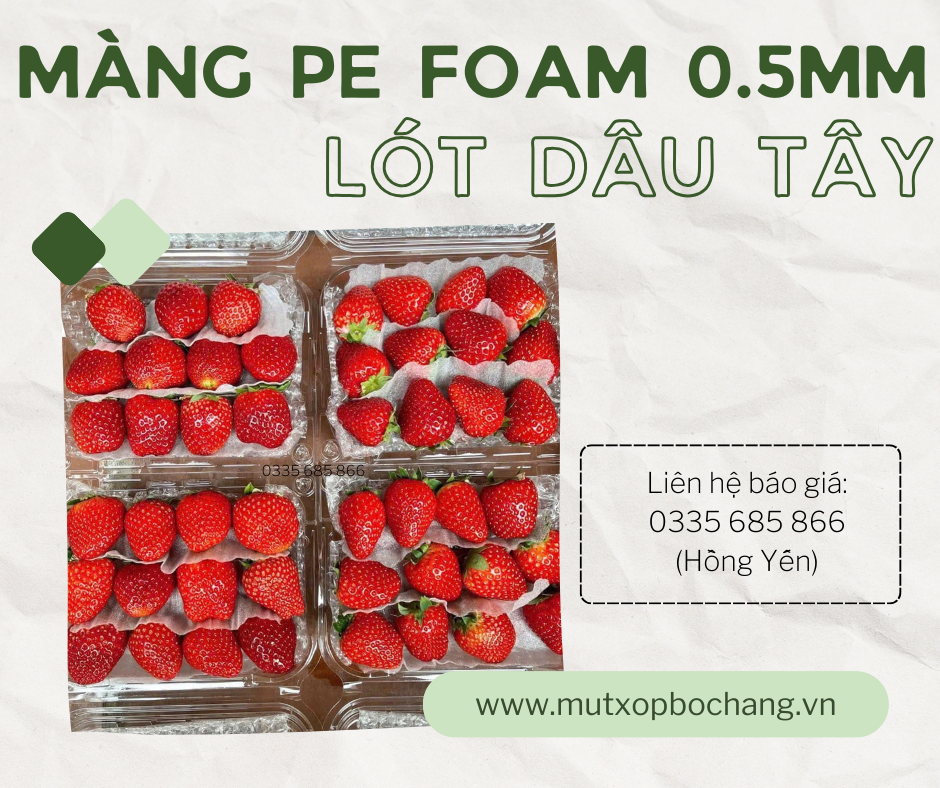 Màng PE Foam 0.5mm lót dâu tây tại Đà Lạt